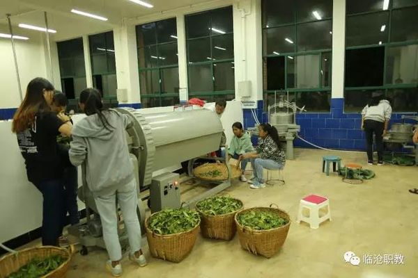 临沧高级技工学校茶叶生产与加工3