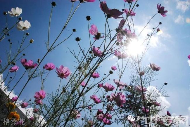 贵州工贸职业学院格桑花