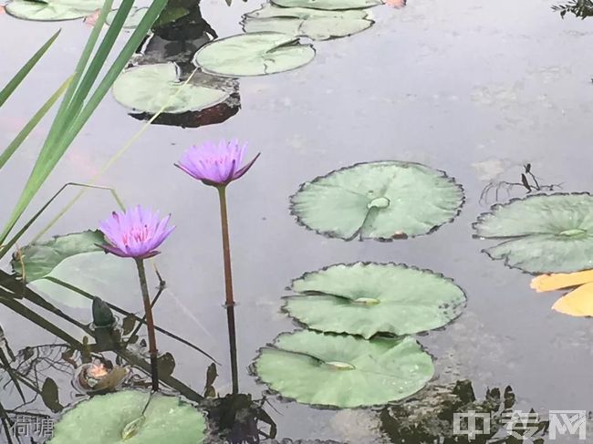 成都市成飞中学荷塘