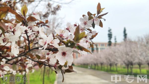 乐山市医药科技学校校园春色