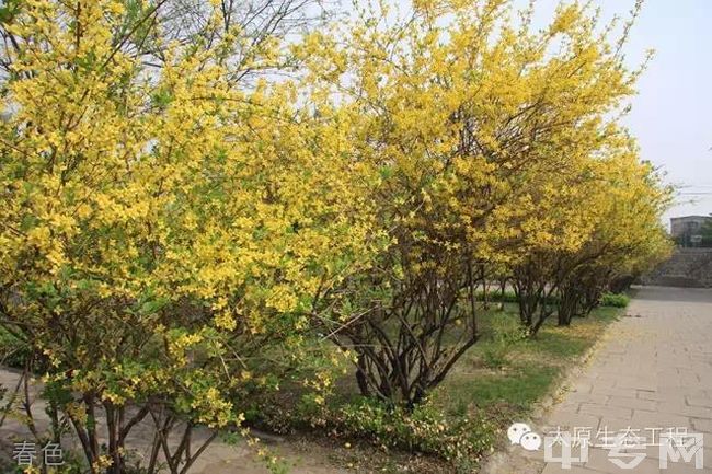 太原生态工程学校春色