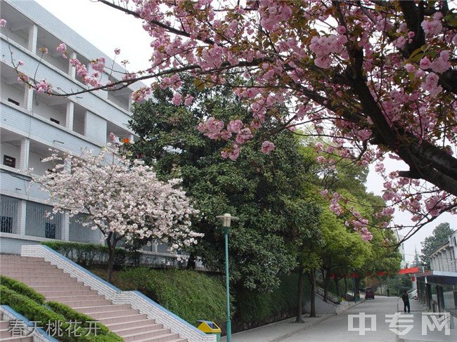 贵州交通技师学院(贵州省交通运输学校)春天桃花开