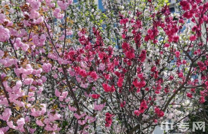 青岛建国职业学校桃花树