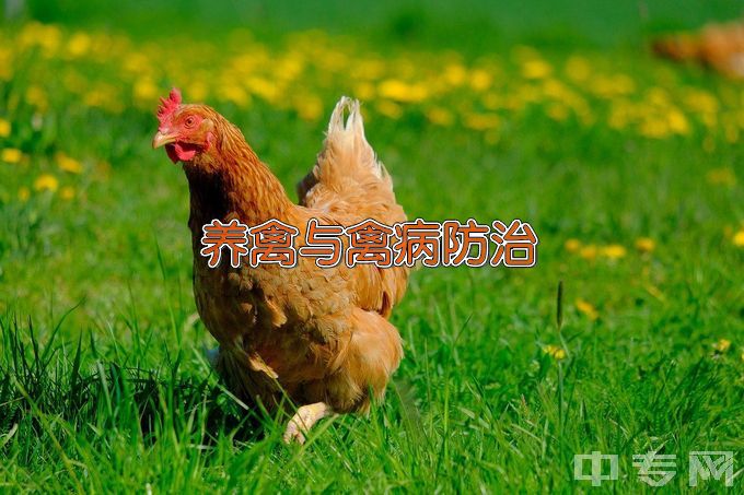 江苏农牧科技职业学院养禽与禽病防治