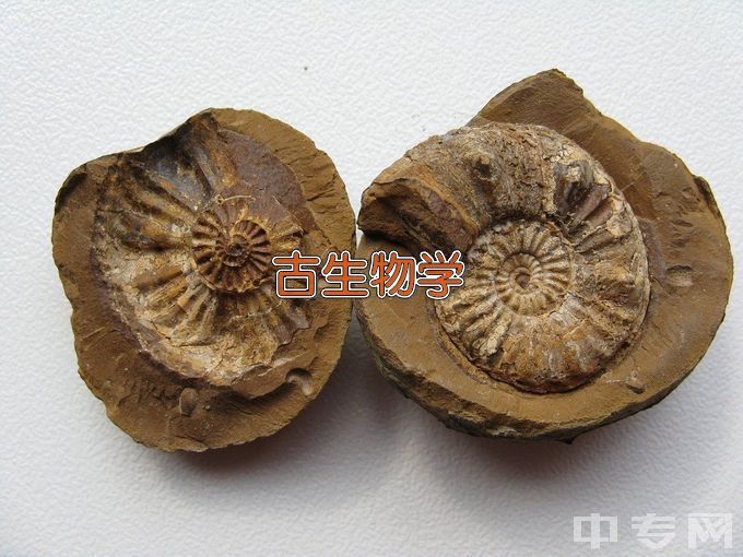 沈阳师范大学古生物学