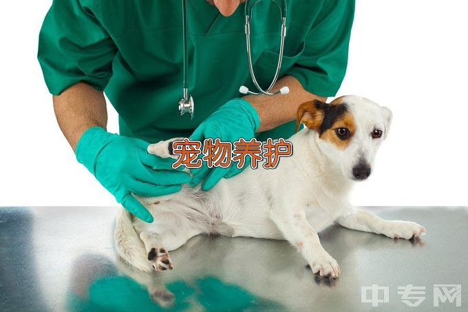黑龙江农垦科技职业学院宠物养护与疫病防治