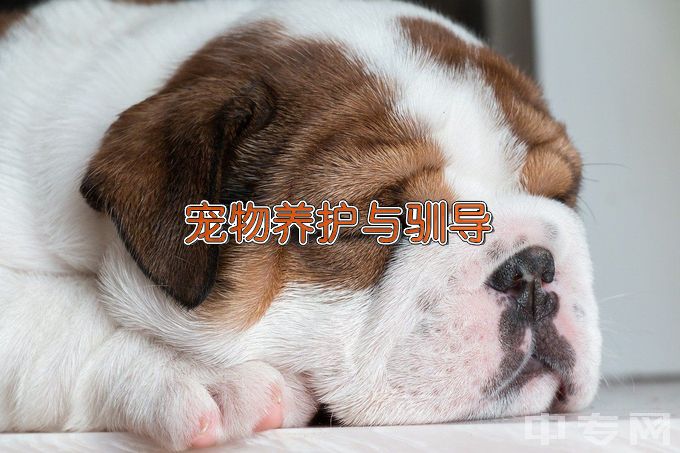 徐州生物工程职业技术学院宠物养护与驯导
