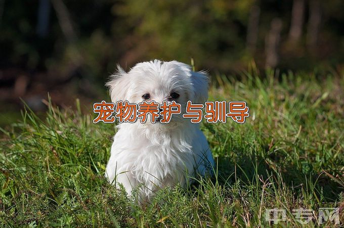 沧州职业技术学院宠物养护与驯导