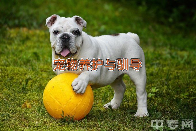 黑龙江职业学院宠物养护与驯导