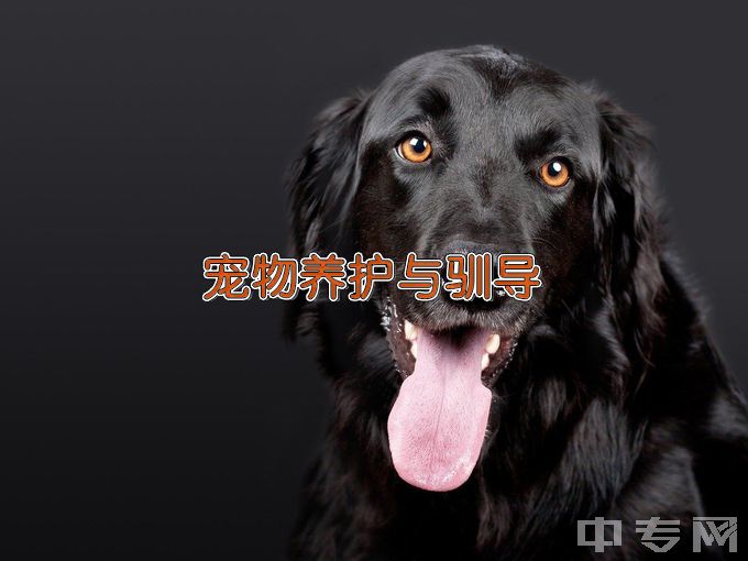 辽宁农业职业技术学院宠物养护与驯导