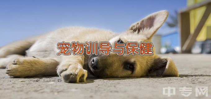 江苏农牧科技职业学院宠物训导与保健