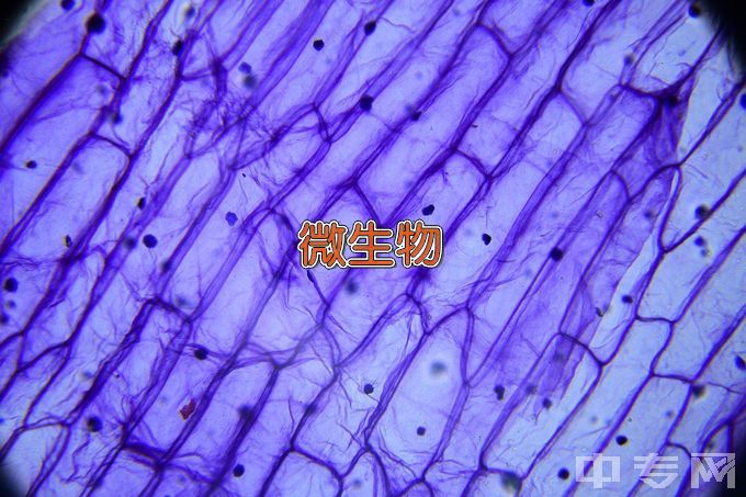 兰州职业技术学院微生物技术及应用