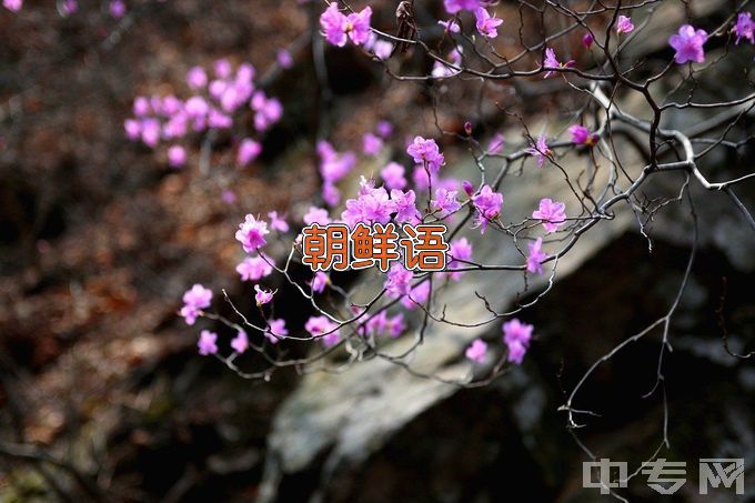 青岛农业大学朝鲜语