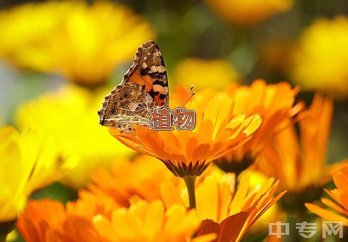 江苏海洋大学动植物检疫