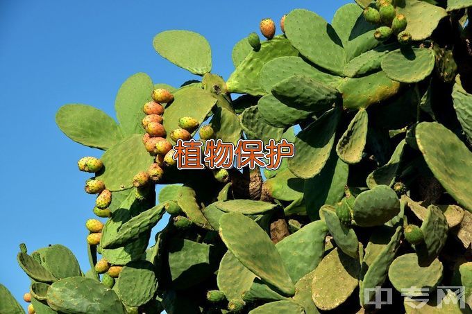 四川农业大学植物保护