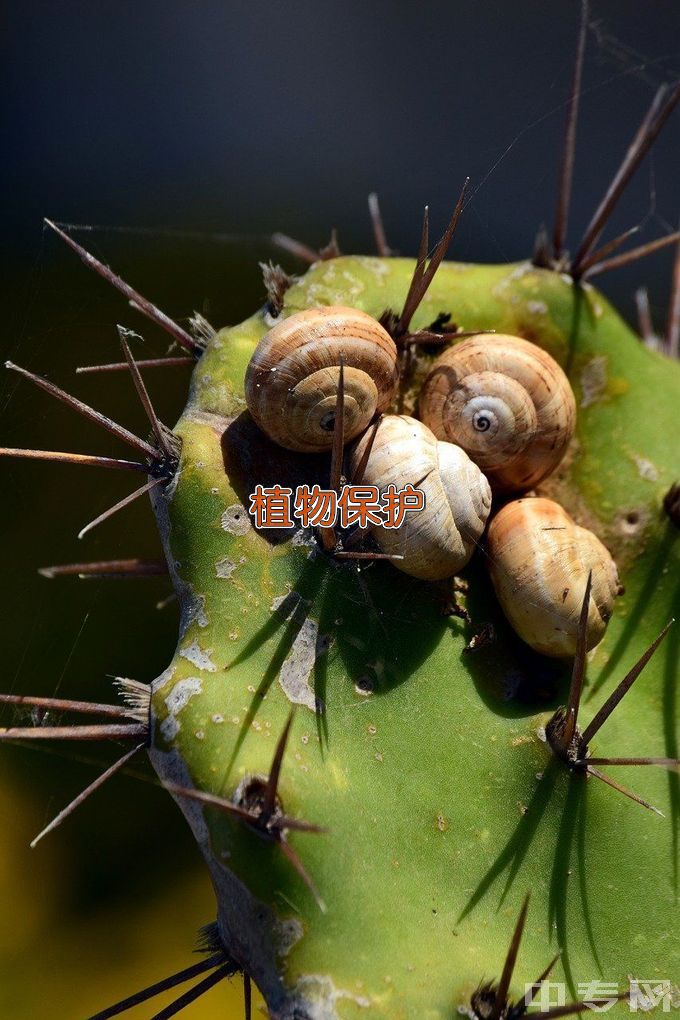 甘肃农业大学植物保护