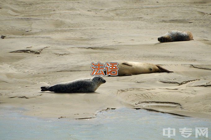 山东外国语职业技术大学应用法语