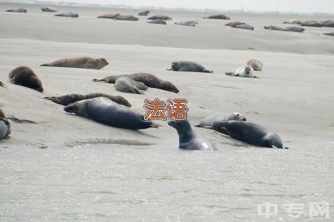 四川旅游学院法语