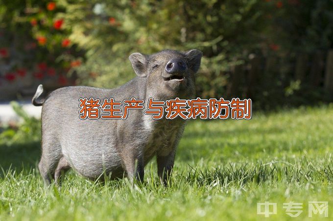 江苏农牧科技职业学院猪生产与疾病防制