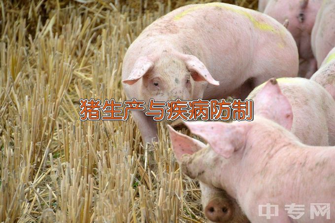 江苏农牧科技职业学院猪生产与疾病防制