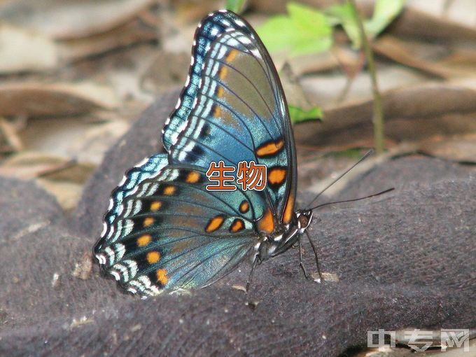 湖北大学生物科学类