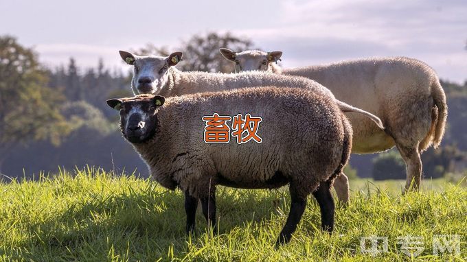 宁远县职业中专学校畜禽生产技术