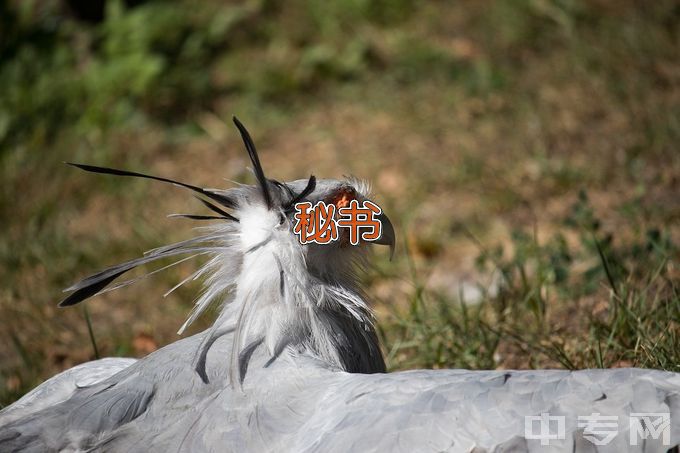 内蒙古科技大学秘书学