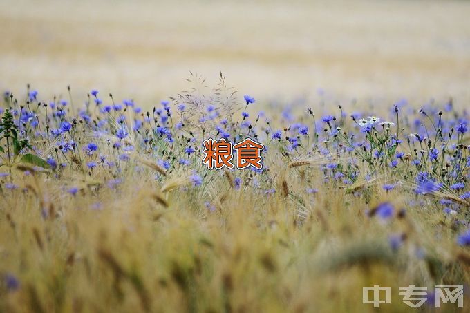 沈阳师范大学粮食工程