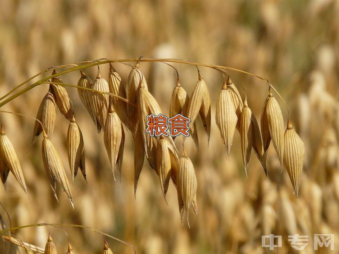 安徽科技学院粮食工程