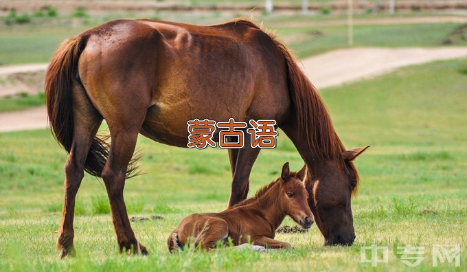 河北外国语学院应用蒙古语