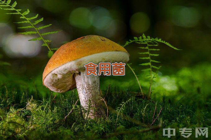 山西农业大学食用菌科学与工程